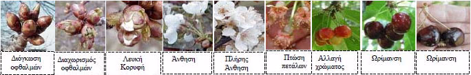 Στάδια