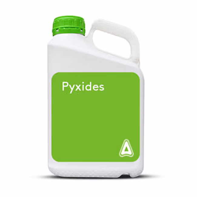 PYXIDES